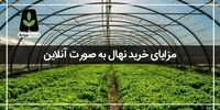چرا خرید نهال به صورت آنلاین شامل تخفیف می شود؟