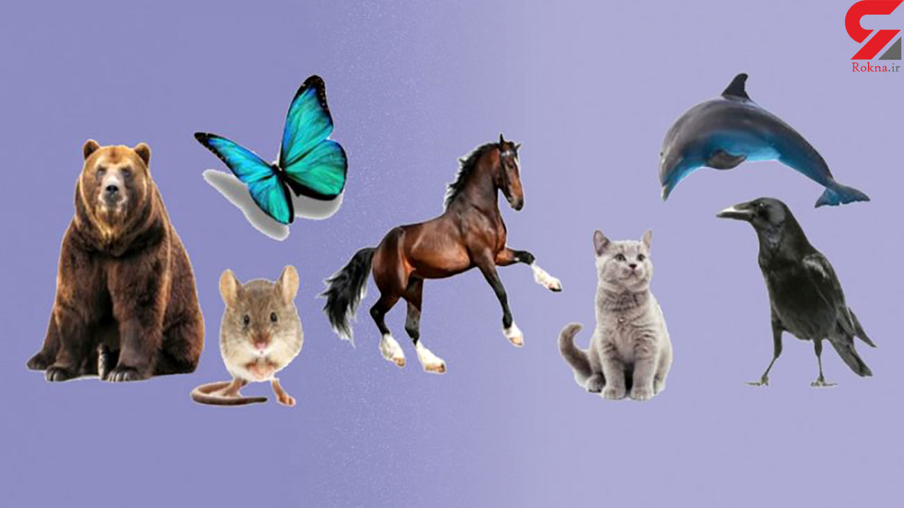 تست شخصیت شناسی: دوست دارید به کدام حیوان تبدیل شوید؟