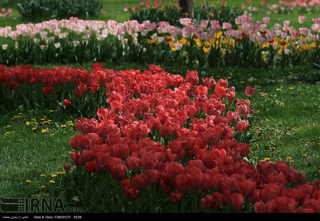 جشنواره گل ها در مشهد
