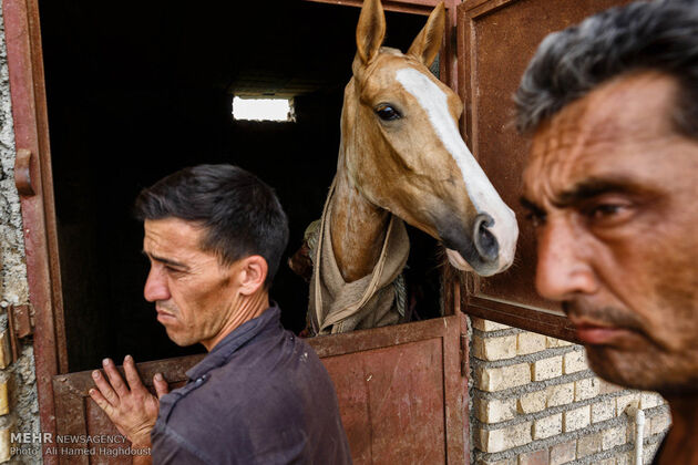 پرورش اسب روستای صوفیان