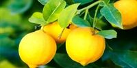 این میوه معجزه می‌کند / به راحتی جلوی سکته و سرطان را بگیرید