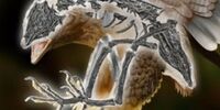 موجودی عجیب با سر دایناسور و بدن پرنده!+ تصاویر