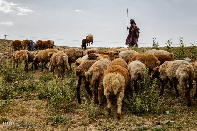 زندگی عشایر مغان در دامنه سبلان