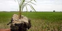  سایه کم رنگ بیمه بر زراعت برنج در مازندران