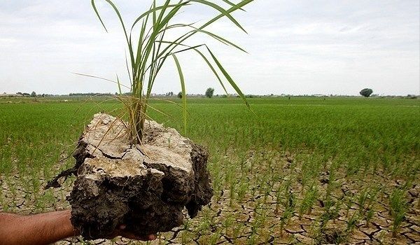  سایه کم رنگ بیمه بر زراعت برنج در مازندران
