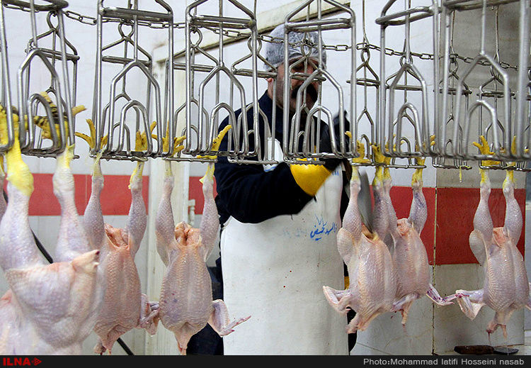 ​پشت پرده ظهور مرغ ۲۰ هزار تومانی در بازار