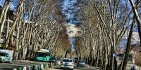 مشکلاتی که ته سیگارها برای چنارهای ولیعصر ایجاد کرده اند 