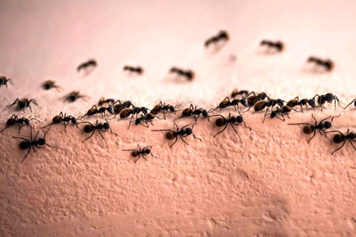 چهره واقعی و ترسناک مورچه از نمایی نزدیک!+عکس