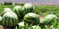میزان صادرات هندوانه مشخص شد+ جزئیات