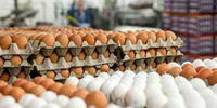 زمان عرضه تخم‌مرغ در میادین تره‌بار اعلام شد