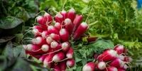 خواص تربچه باورنکردنی است
