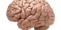 رشد مغز در همه سنین ادامه دارد