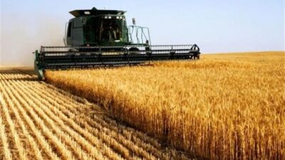 ۲۰۰ هزار تن از گندم‌های خوزستان از دست رفت