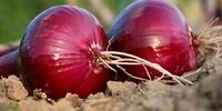 مصرف پیاز برای این افراد ممنوع