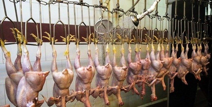 4 گام قرارگاه ساماندهی مرغ برای کاهش قیمت ها 