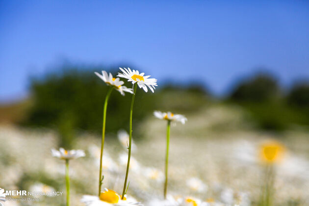 3787756_babooneh-35-