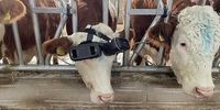 ابتکار عجیب یک دامدار برای شیردهی بیشتر گاوها+تصاویر