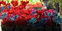 فرار مالیاتی ۳۰۰۰ دلال مجازی گل فروش در تهران


