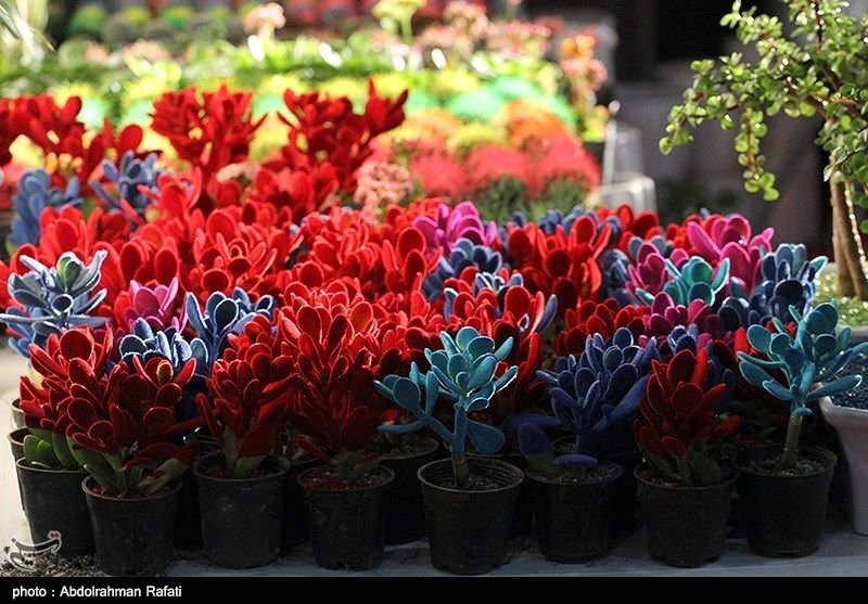 فرار مالیاتی ۳۰۰۰ دلال مجازی گل فروش در تهران

