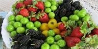 قیمت انواع میوه در بازار چند؟ / کاهش قیمت 30 درصدی نوبرانه ها