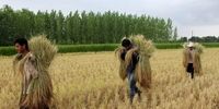 تشکیک بخش خصوصی در آمار دولتی تولید برنج