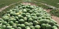 200 هزار تن محصول هندوانه نابود شد