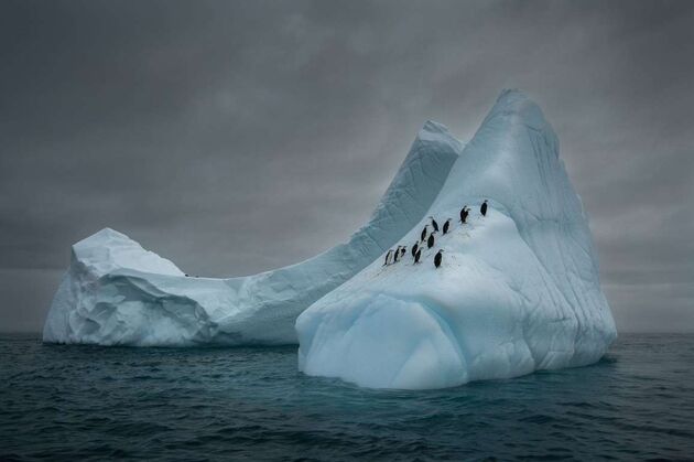 WildLife 2
