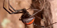 خطرناک ترین عنکبوت دنیا در ایران !