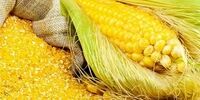 خواص شگفت‌انگیز ذرت که از آن بی‌خبرید