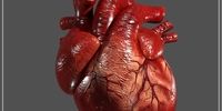 ده دلیل شدت ضربان قلب 