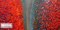 هشدار مهم نسبت به رهاسازی ماهی قرمز در رودخانه‌ها 
