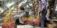 بازار خرما در اختیار ۱۰۰ دلال!