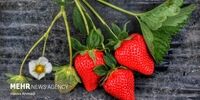 زیبایی های برداشت توت فرنگی |تصاویر