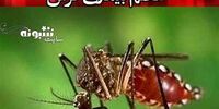 پشه آئدس در بندرعباس دیده شد + عکس و علائم گزش