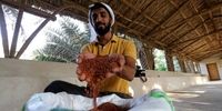 کشت گران‌ترین برنج دنیا در صحرا/ برنج عربی از برنج ایرانی سبقت گرفت؟