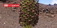 گلی زیبا و حیرت انگیز که هر 7 سال شکوفه می دهد+ عکس