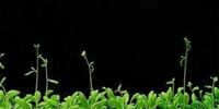 نابودی میکروب‌های ضروری گیاهان 