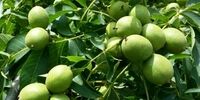 خرید گردو چندلر پیوندی و تحقق آرزوهایتان! ادعای عجیب نهالستان رویال نهال!