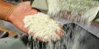 ریزش قیمت برنج + قیمت جدید