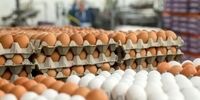 تخم مرغ به دانه‌ای 12 هزار تومان رسید/ علت گران شدن تخم‌مرغ مشخص شد