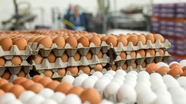 تخم مرغ به دانه‌ای 12 هزار تومان رسید / علت گران شدن تخم‌مرغ مشخص شد