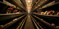 تصاویر کارخانه تولید تخم مرغ 