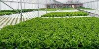 واکسن فایزر و مدرنای گیاهی بخورید
