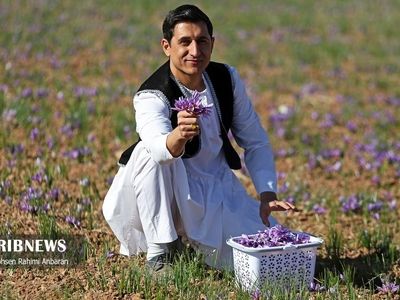 تصاویر| برداشت طلای سرخ در مزارع 