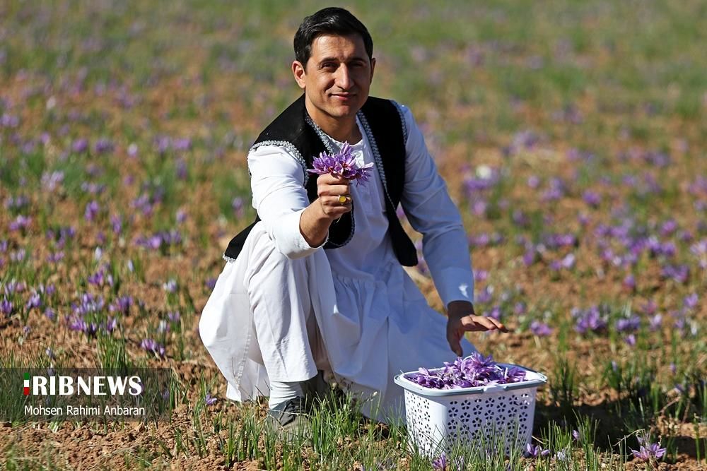 تصاویر | برداشت طلای سرخ در مزارع