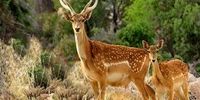 خبر خوب برای گونه‌های جانوری رو به انقراض/ زادآوری گوزن زرد ایرانی