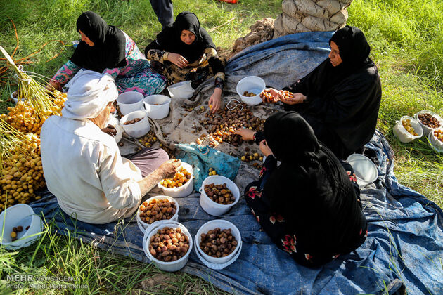 برداشت خرما