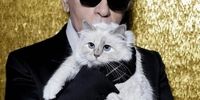 گربه طراح مشهور "شنل" میلیونر شد