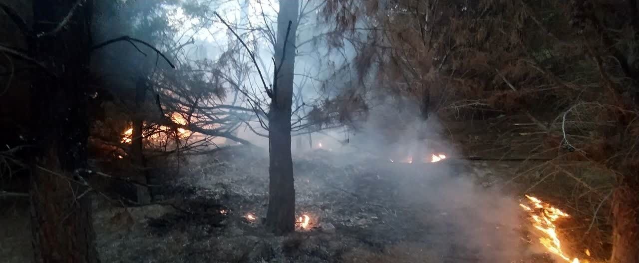 فوری؛ حریق در دانشگاه علوم پزشکی تبریز / صاعقه‌زدگی درختان را به آتش کشید