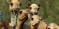 هزینه‌های میلیاردی ثروتمندان برای تولد شترهای زیبا+ عکس